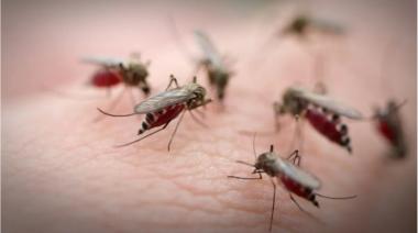 Invasión de mosquitos: ¿A qué se debe y cuándo se van?
