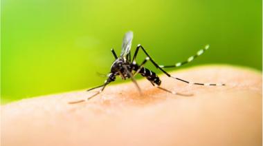 Nueva invasión de mosquitos en el AMBA: por qué se producen