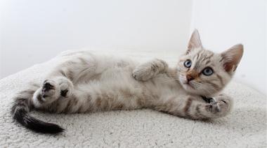 Día Internacional del Gato: por qué se celebra el 8 de agosto