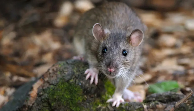 Detectan la presencia de anticuerpos contra el coronavirus en roedores urbanos del AMBA