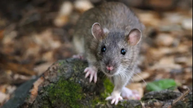 Detectan la presencia de anticuerpos contra el coronavirus en roedores urbanos del AMBA